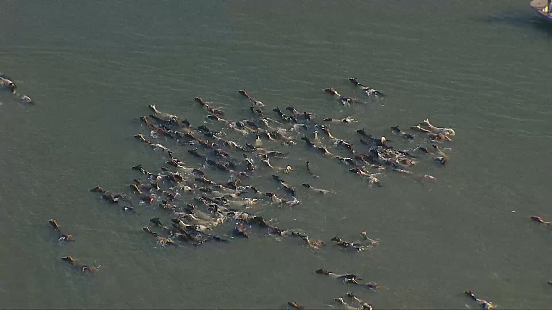 PONIES IN WATER.jpg
